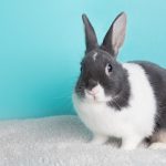 A rescued rabbit exploring an enriched indoor and outdoor environment.