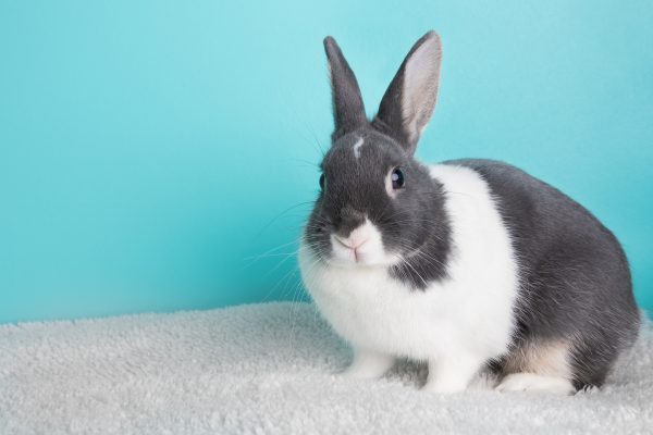 A rescued rabbit exploring an enriched indoor and outdoor environment.