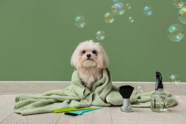 A veterinarian grooming a happy dog during a health check.