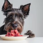 Thinking about feeding your dog a raw meat diet? Experts explain the benefits, risks and how to do it safely.
