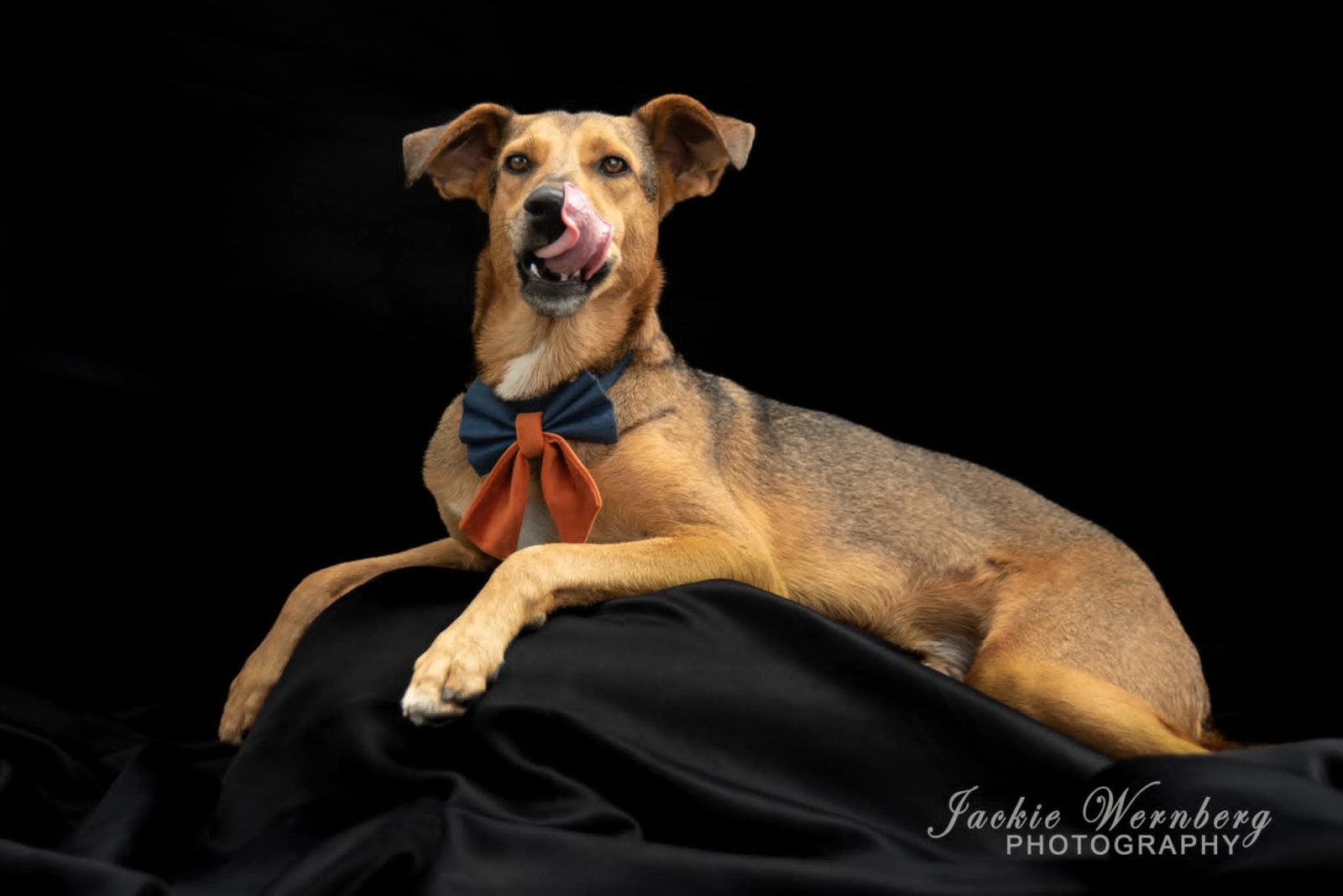 Rescued from a flooded drain and battling parvovirus and ehrlichiosis, Ponzo defied the odds to become the Animal Welfare Society's mascot and a beloved family pet.