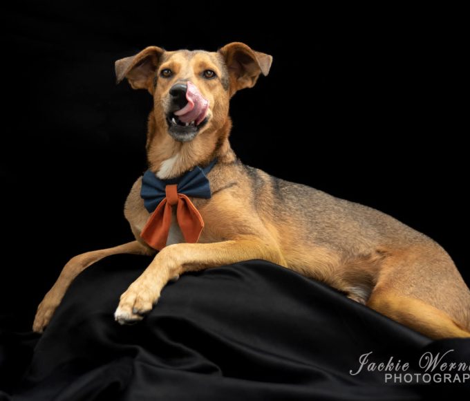 Rescued from a flooded drain and battling parvovirus and ehrlichiosis, Ponzo defied the odds to become the Animal Welfare Society's mascot and a beloved family pet.