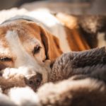 Cold weather can increase joint stiffness and mobility challenges in dogs and cats, especially senior pets.