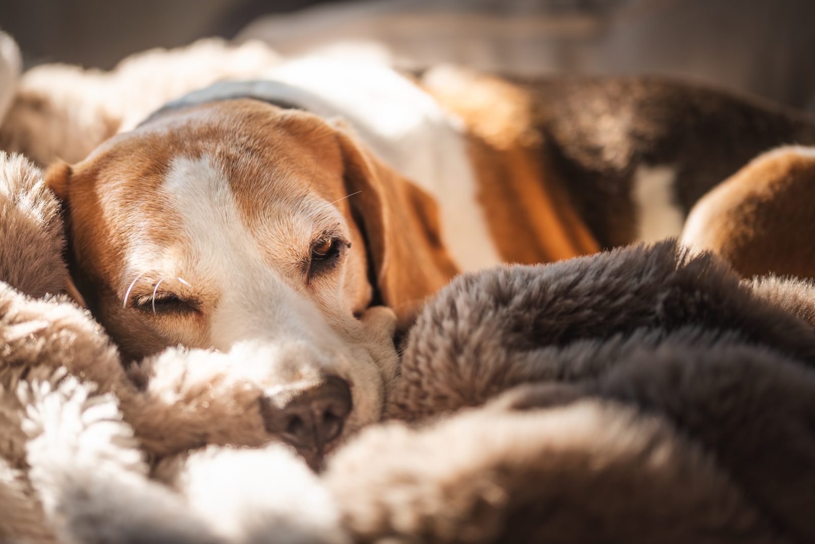 Cold weather can increase joint stiffness and mobility challenges in dogs and cats, especially senior pets.