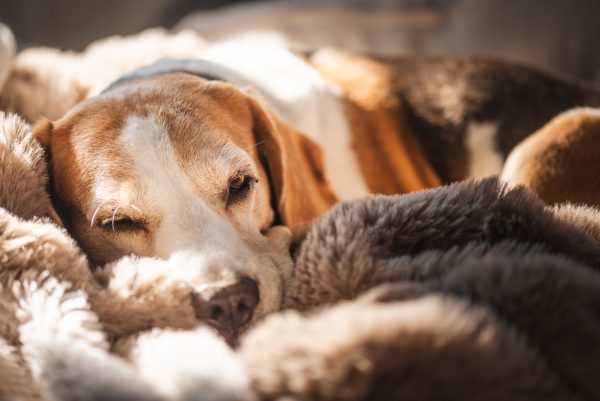 Cold weather can increase joint stiffness and mobility challenges in dogs and cats, especially senior pets.