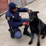 SAPS patrol dog Floppy died while tracking armed robbery suspects in Mdantsane.