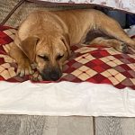 Huxley has made a remarkable recovery after arriving at TEARS Animal Rescue with severe demodectic mange.