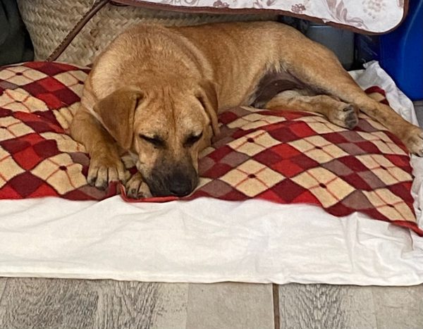 Huxley has made a remarkable recovery after arriving at TEARS Animal Rescue with severe demodectic mange.