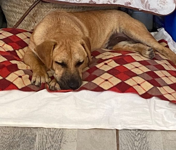 Huxley has made a remarkable recovery after arriving at TEARS Animal Rescue with severe demodectic mange.