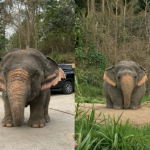 An adorable elephant calf named Pajee has gone viral after playful videos showed the chunky youngster tumbling around with its herd.