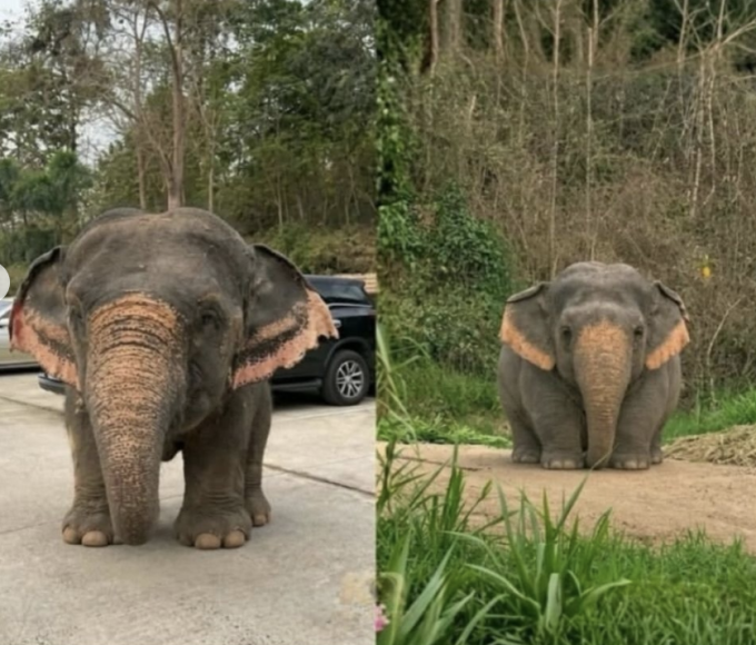 An adorable elephant calf named Pajee has gone viral after playful videos showed the chunky youngster tumbling around with its herd.
