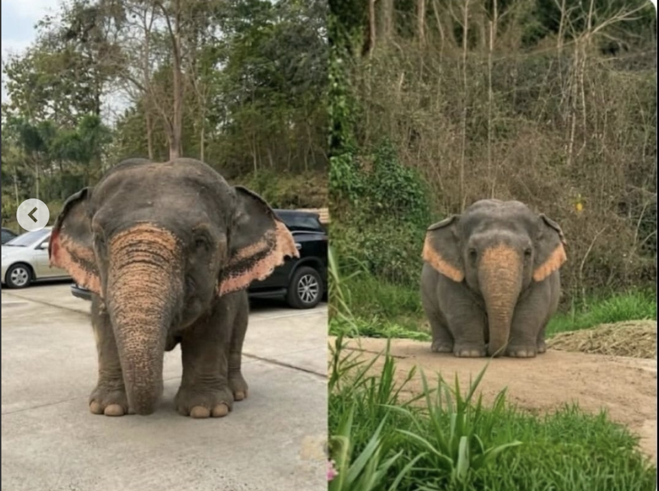 An adorable elephant calf named Pajee has gone viral after playful videos showed the chunky youngster tumbling around with its herd.