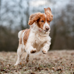 Cold weather can increase the risk of arthritis, respiratory infections and other health issues in pets during winter.