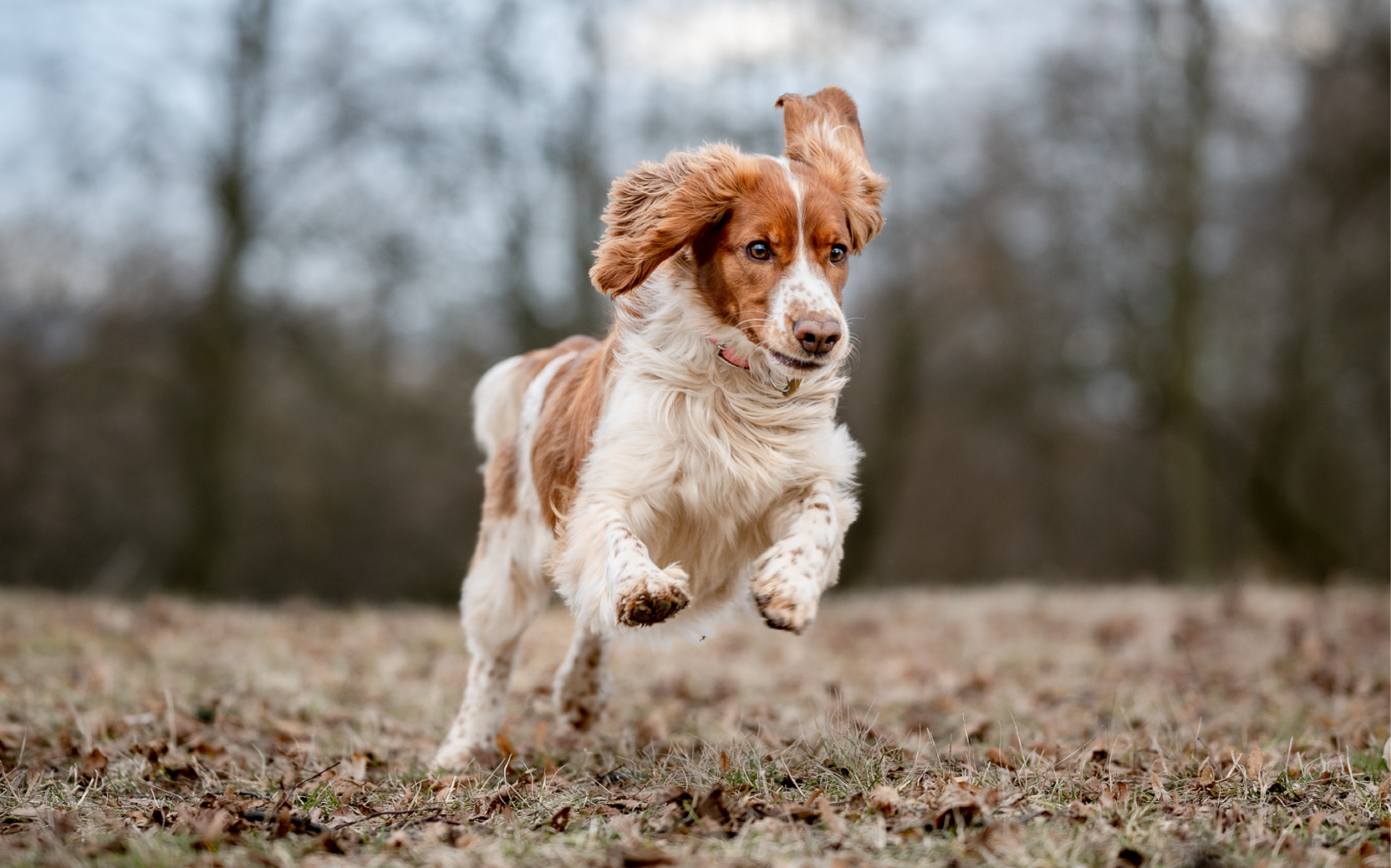 Cold weather can increase the risk of arthritis, respiratory infections and other health issues in pets during winter.