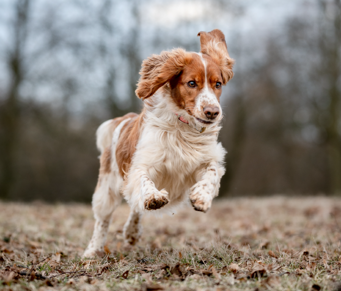 Cold weather can increase the risk of arthritis, respiratory infections and other health issues in pets during winter.
