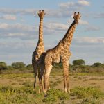 Giraffe feeding at Bothongo Rhino and Lion Nature Reserve