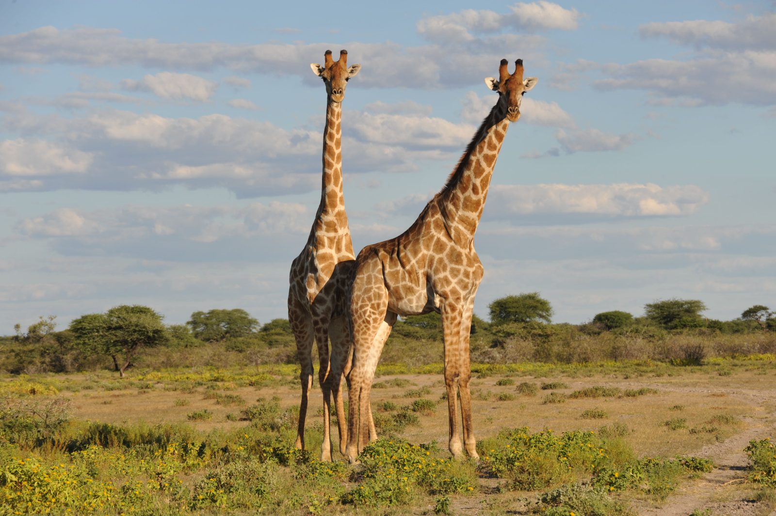 Giraffe feeding at Bothongo Rhino and Lion Nature Reserve