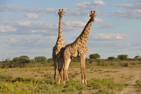 Giraffe feeding at Bothongo Rhino and Lion Nature Reserve