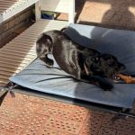 Rescue dog Bandit waited two years for adoption before finding a forever home and a new purpose as a therapy pet.