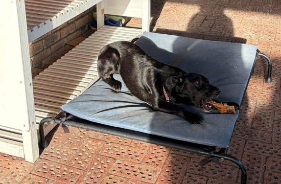 Rescue dog Bandit waited two years for adoption before finding a forever home and a new purpose as a therapy pet.