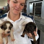 The Cape of Good Hope SPCA says winter adoptions drop by 14% while rescue cases increase. The organisation is urging families to consider adopting a pet.