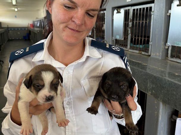The Cape of Good Hope SPCA says winter adoptions drop by 14% while rescue cases increase. The organisation is urging families to consider adopting a pet.