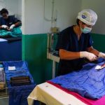 A veterinarian preparing a dog for sterilisation at Mdzananda Animal Clinic.