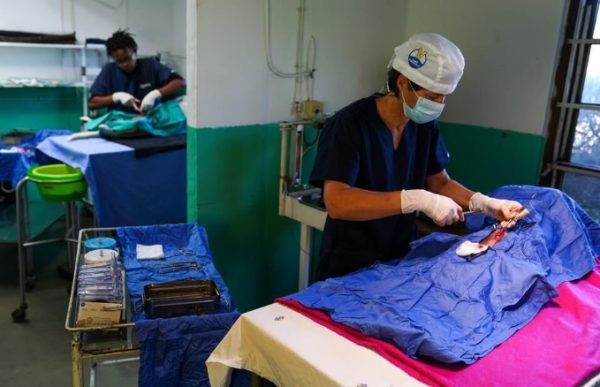 A veterinarian preparing a dog for sterilisation at Mdzananda Animal Clinic.