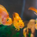 Tropical fish swimming in a heated aquarium during winter