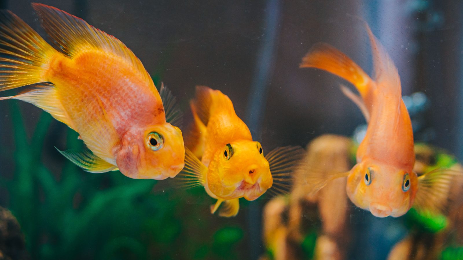 Tropical fish swimming in a heated aquarium during winter