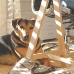 Office worker sitting with a dog beside their desk during Take Your Dog to Work Day