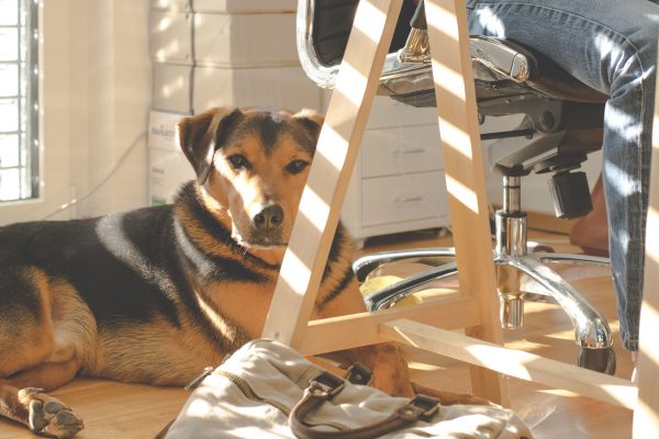 Office worker sitting with a dog beside their desk during Take Your Dog to Work Day