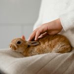 From dry skin and matted fur to cracked paws, here are the most important winter grooming tips for dogs, cats and rabbits.