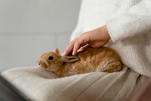 From dry skin and matted fur to cracked paws, here are the most important winter grooming tips for dogs, cats and rabbits.