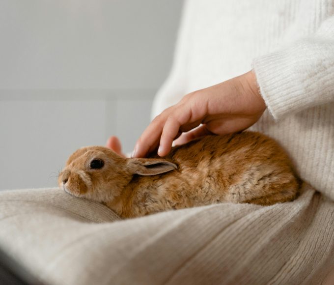 From dry skin and matted fur to cracked paws, here are the most important winter grooming tips for dogs, cats and rabbits.