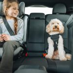 Smart packing and proper safety measures help make family road trips more comfortable and enjoyable.