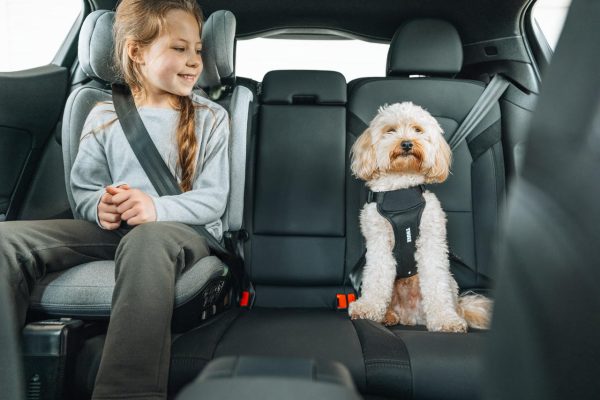 Smart packing and proper safety measures help make family road trips more comfortable and enjoyable.