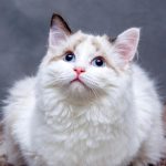 Rescue cats Theodore, Zuko, Kohanna and Valya available for adoption through TEARS Animal Rescue.