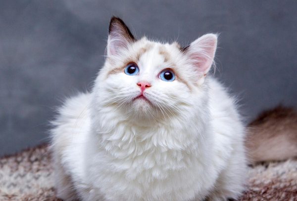 Rescue cats Theodore, Zuko, Kohanna and Valya available for adoption through TEARS Animal Rescue.