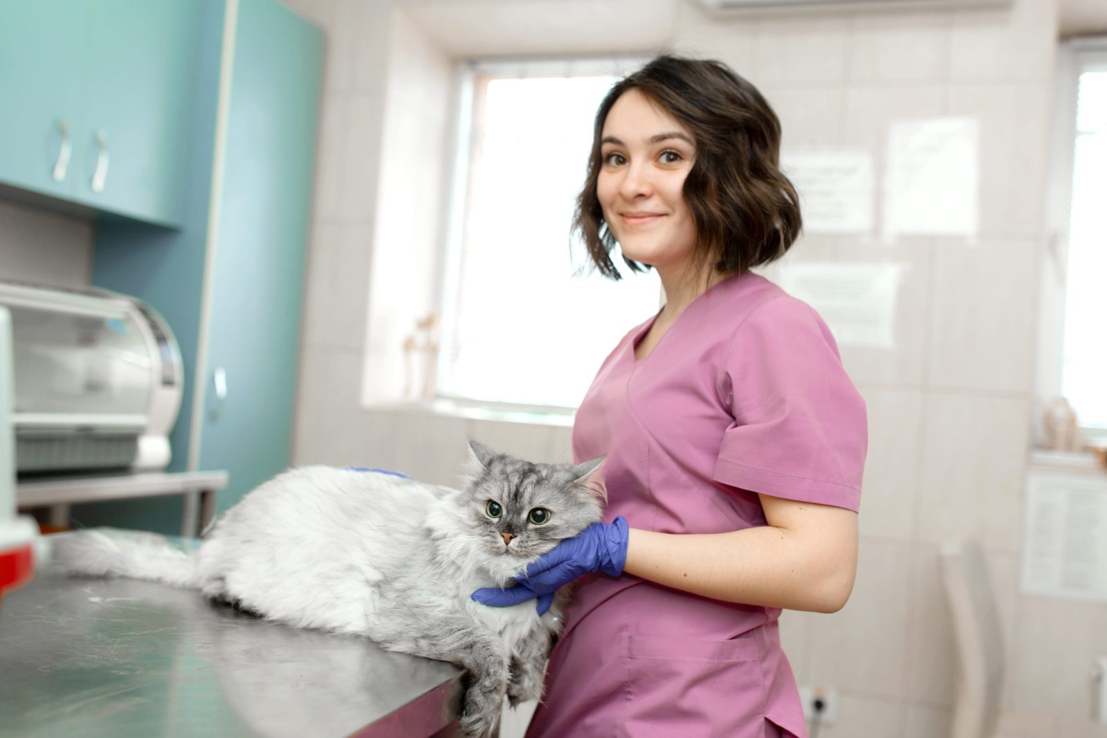 A veterinarian examining a senior dog during a routine health check.
