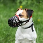 A dog wearing a basket muzzles during positive training with its owner.