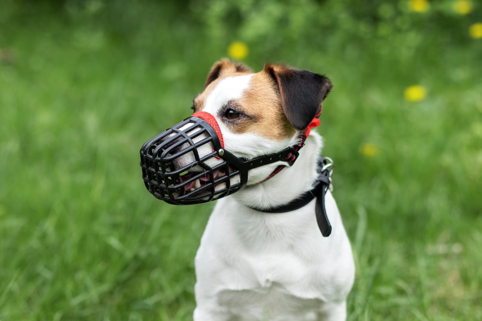 A dog wearing a basket muzzles during positive training with its owner.