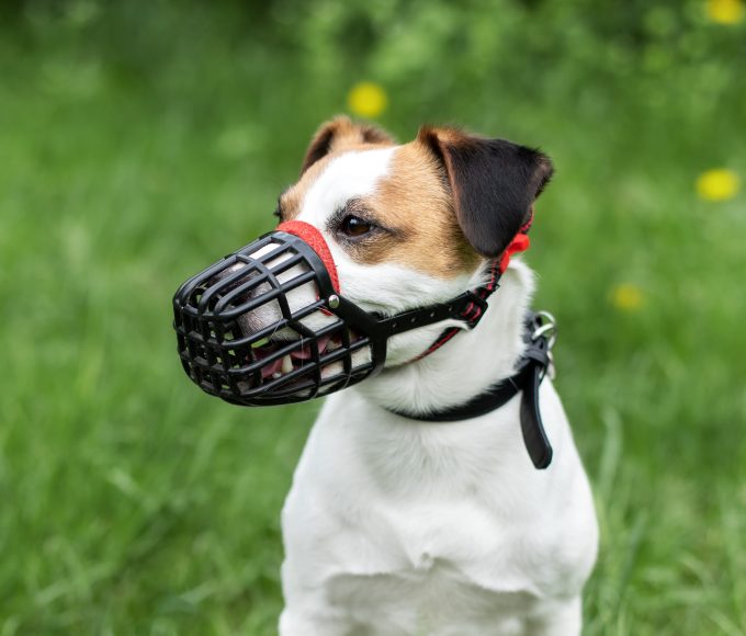A dog wearing a basket muzzles during positive training with its owner.