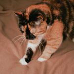 Cat kneading a soft blanket while purring on a bed.
