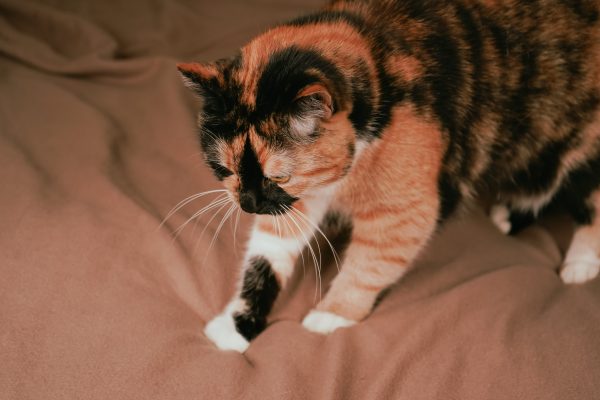 Cat kneading a soft blanket while purring on a bed.