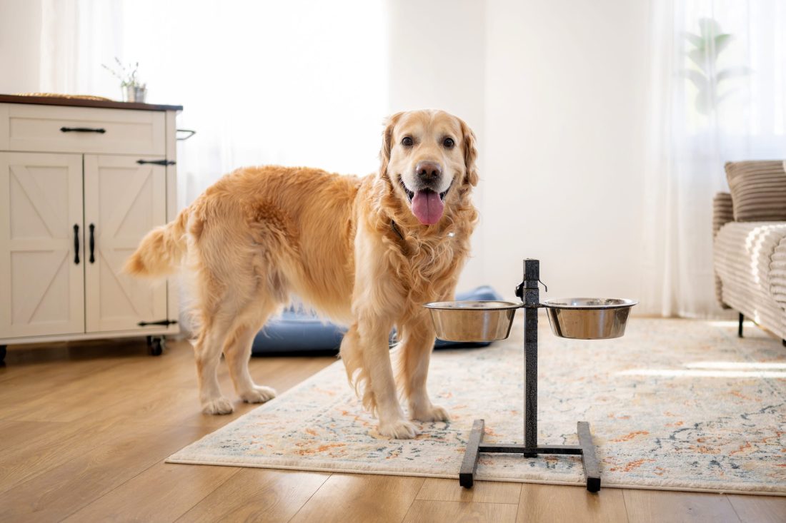A large dog eating from an elevated dog bowl designed to improve comfort and posture.