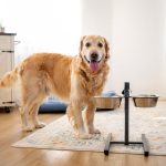 A large dog eating from an elevated dog bowl designed to improve comfort and posture.