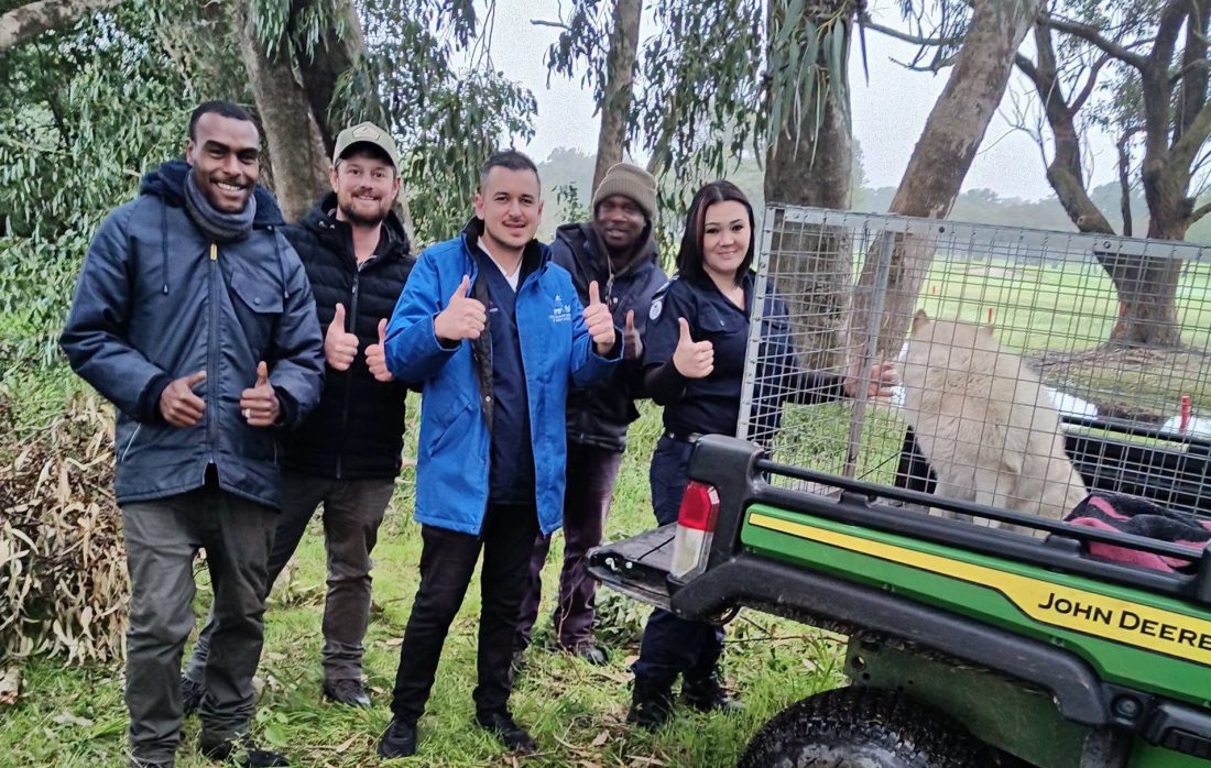 Royalty the rescued dog receiving care after being rescued from Royal Cape Golf Club