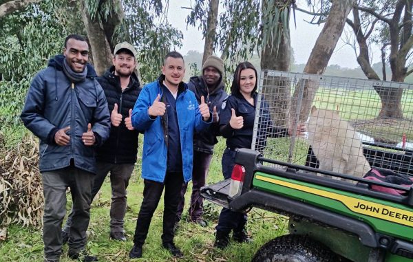 Royalty the rescued dog receiving care after being rescued from Royal Cape Golf Club