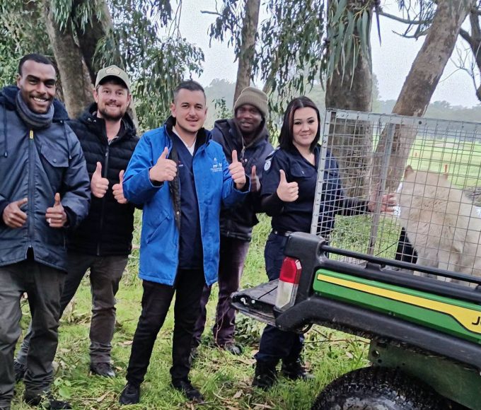 Royalty the rescued dog receiving care after being rescued from Royal Cape Golf Club